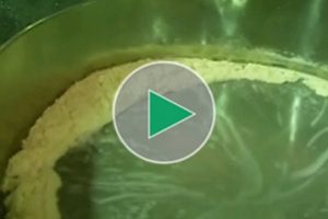 筛选大豆萨里郡